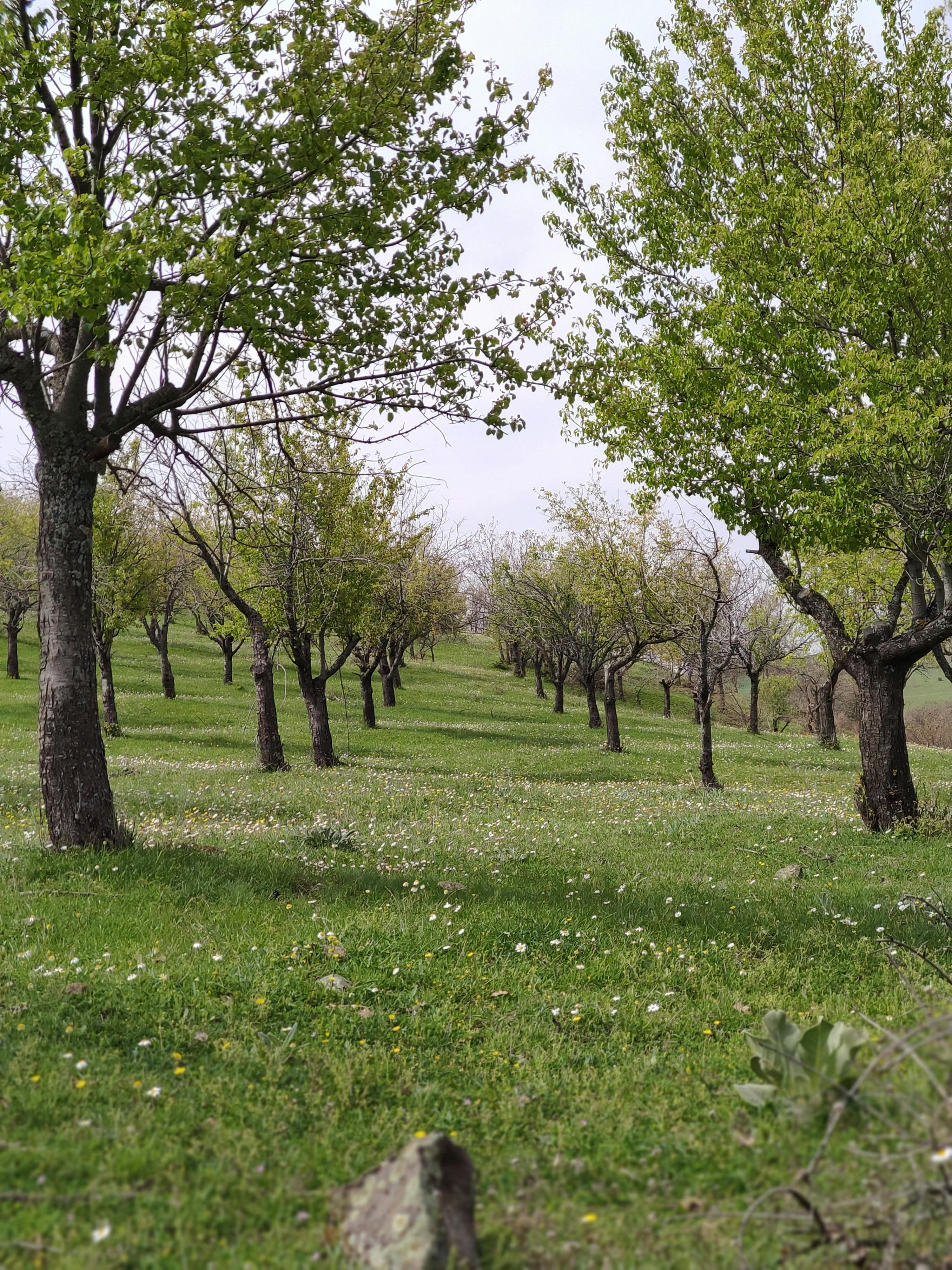 B.J. Reece Orchards